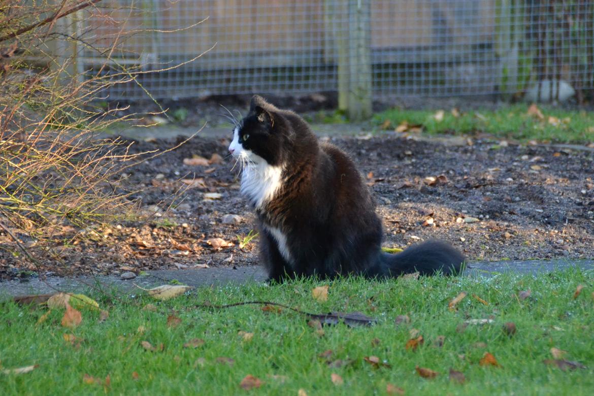 Blanding af racer » Silke <3 - 17) billede 17