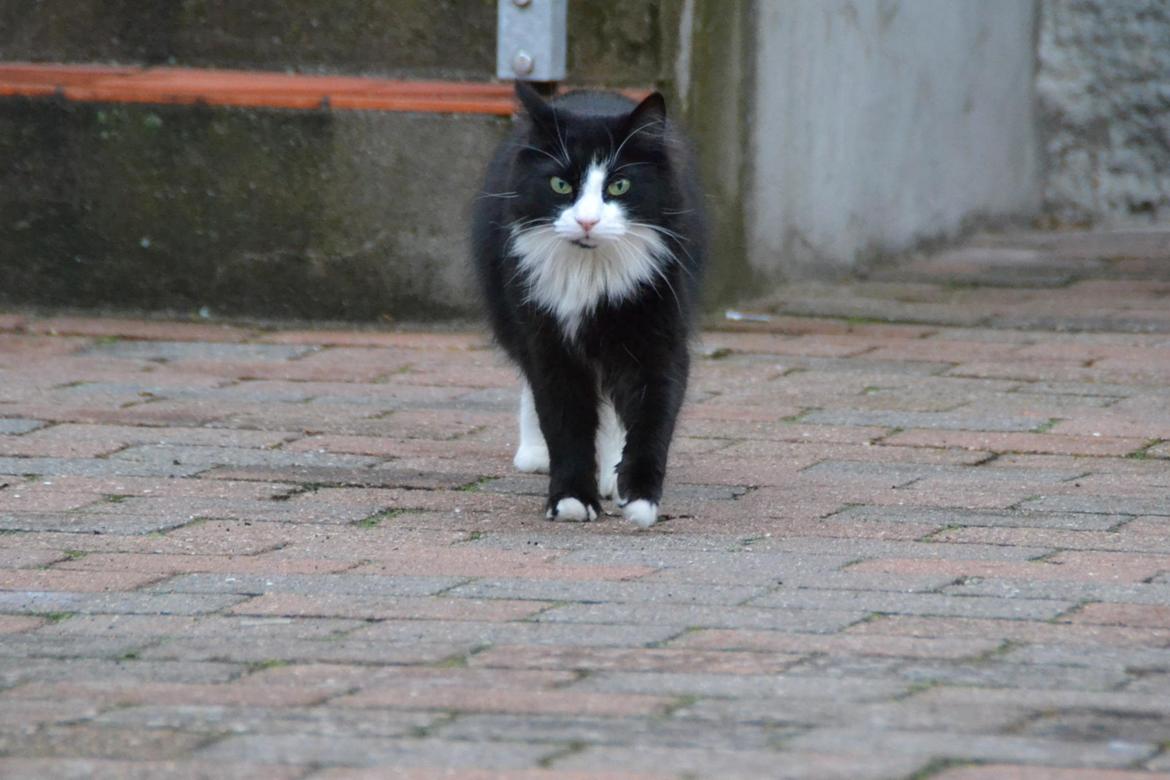 Blanding af racer » Silke <3 - 14) billede 13