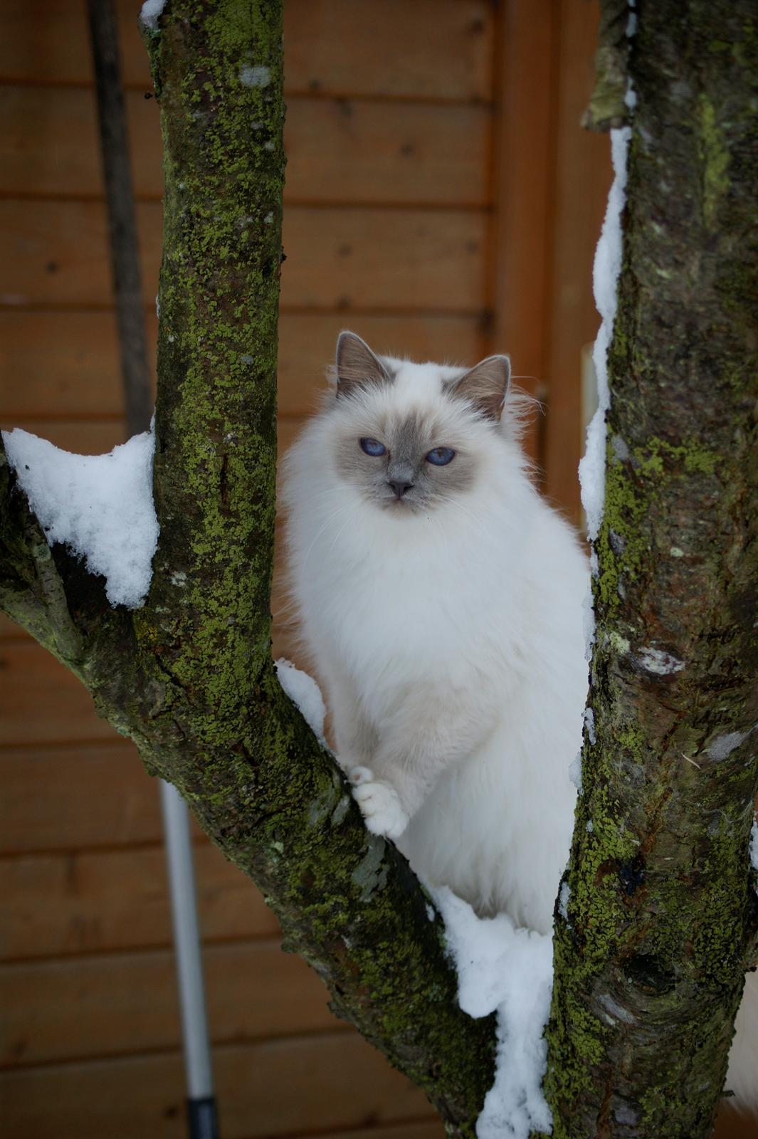 Hellig Birma Licarini´s Bertha - Bertha i sneen 2012 billede 15