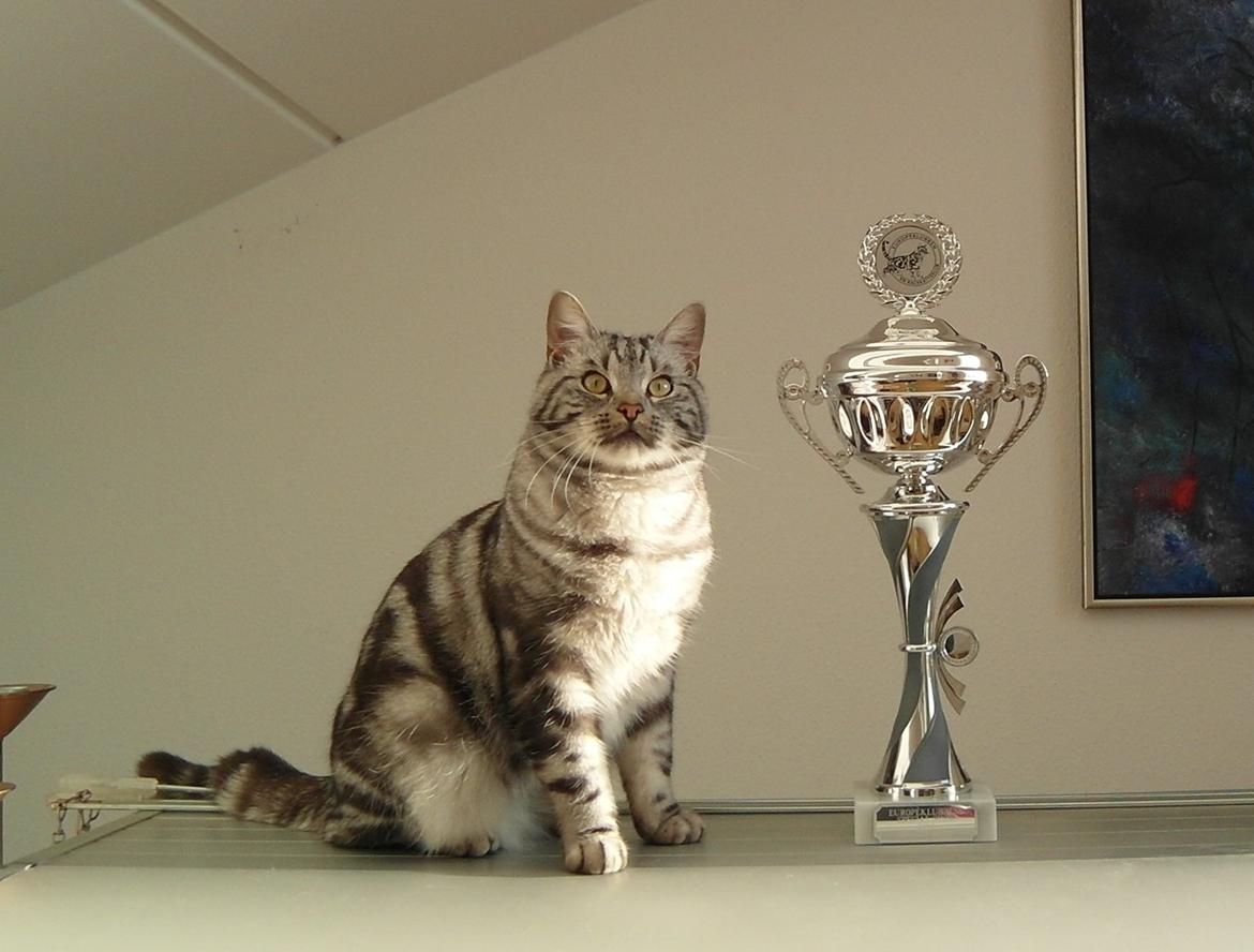 Europé Eife's Ebenezar McCoy - McCoy med den pokal han vandt for Bedste Profil på Européklubbens Special Show 2012 - 1 år billede 25