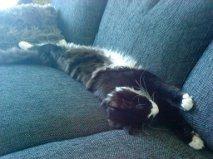 Blanding af racer Aske billede 1