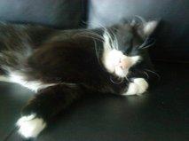 Blanding af racer Aske billede 2