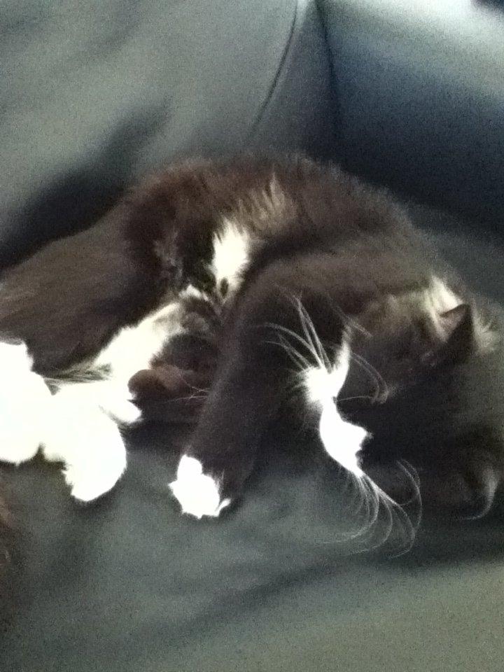 Blanding af racer Aske billede 3