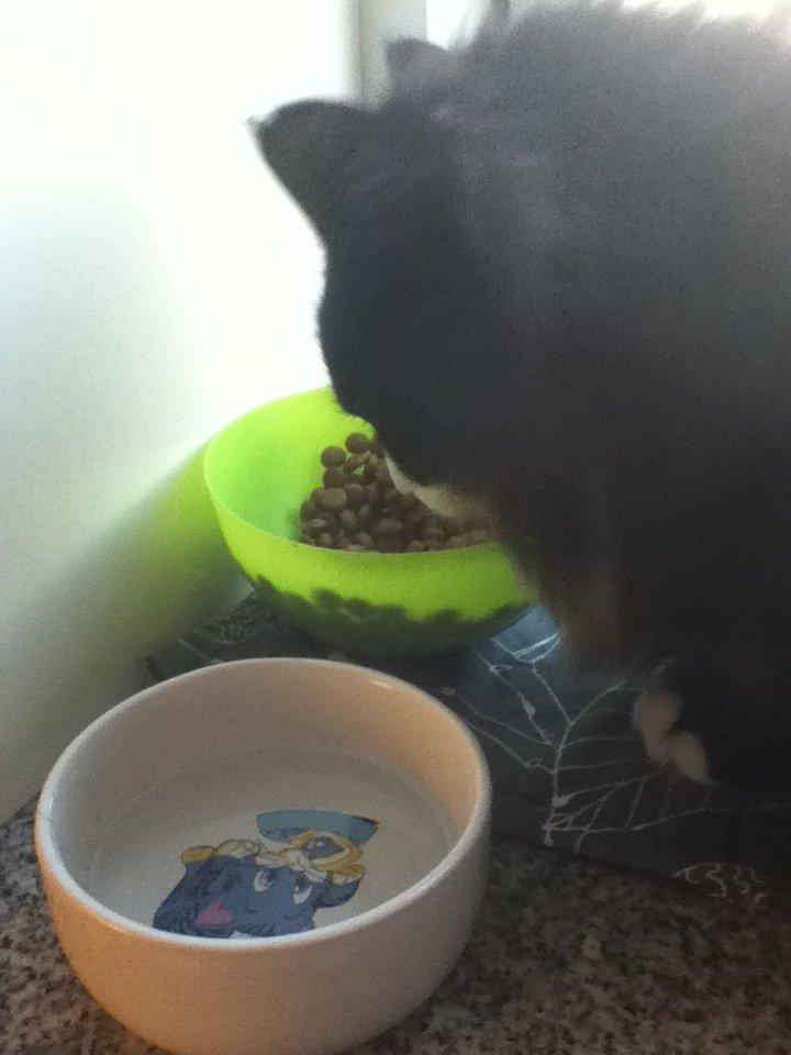 Blanding af racer Aske billede 4