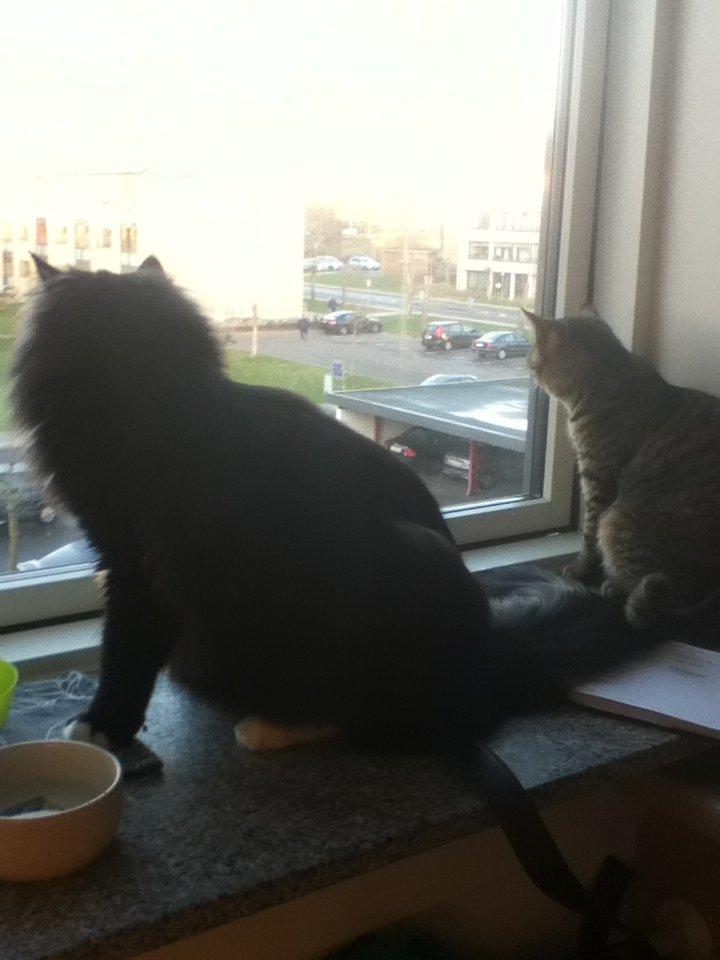 Blanding af racer Aske billede 5