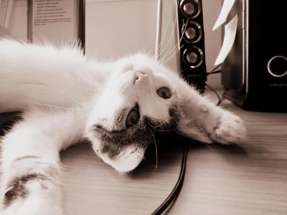 Huskat Twist billede 1