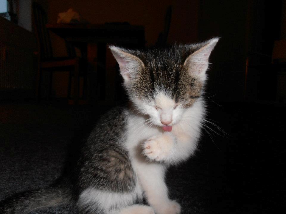 Huskat Twist billede 2