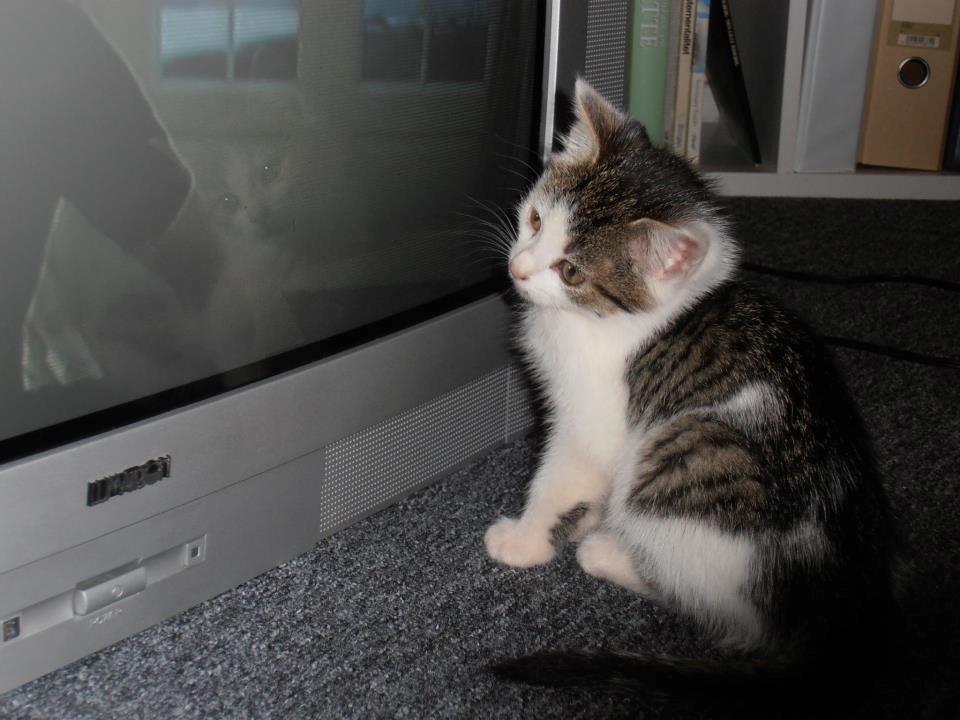 Huskat Twist billede 3