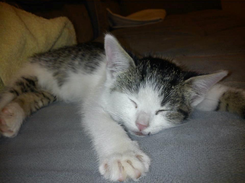 Huskat Twist billede 4