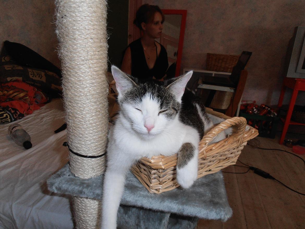 Huskat Twist billede 5