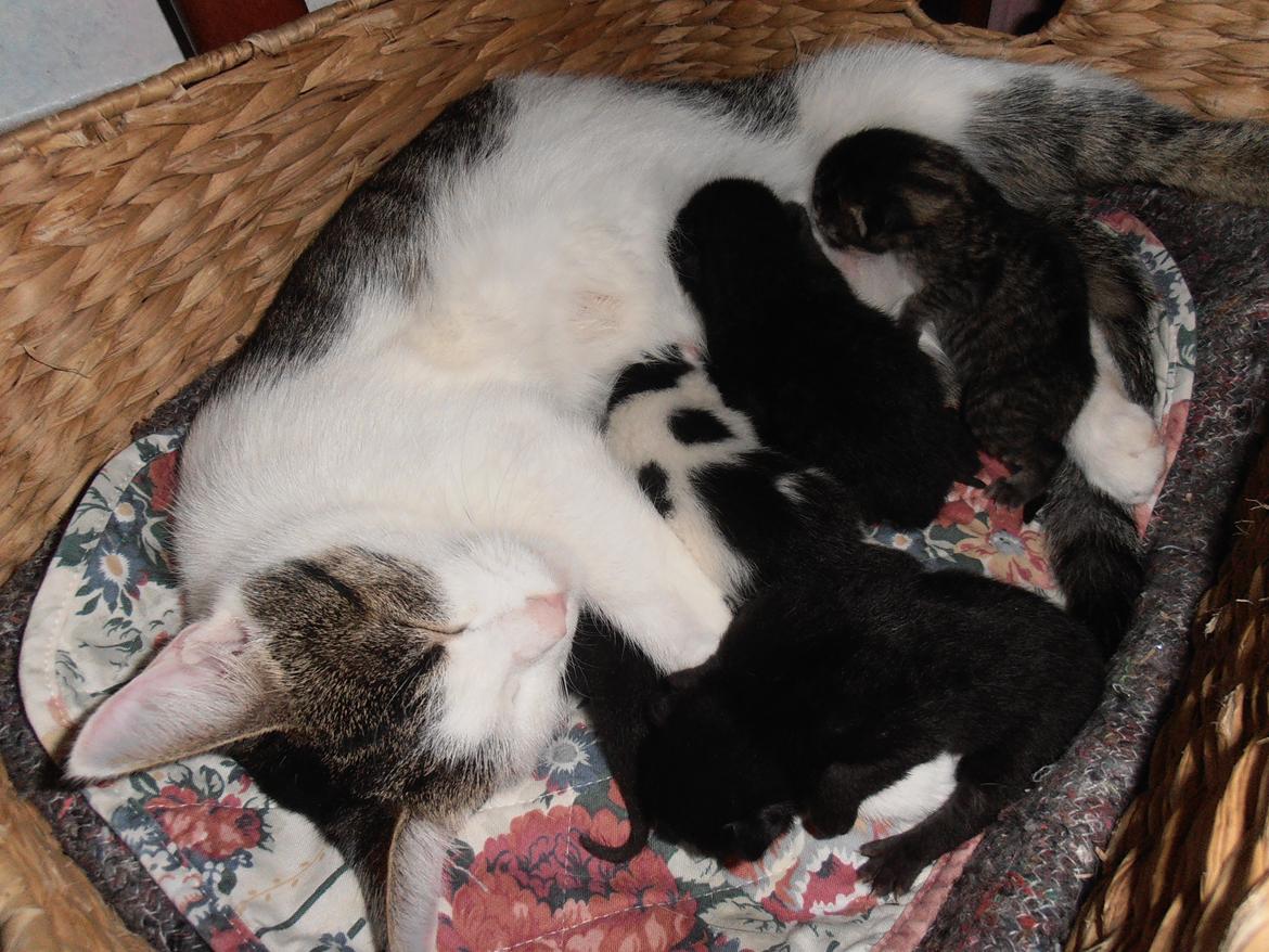 Huskat Twist billede 6