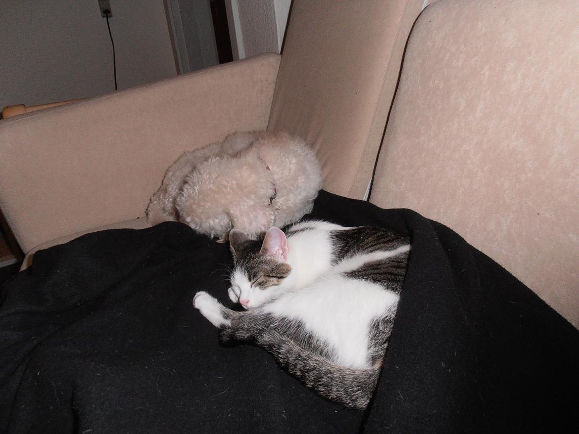 Huskat Twist billede 7