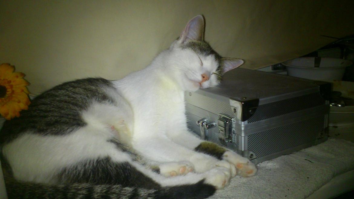 Huskat Twist billede 8