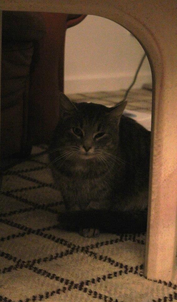 Blanding af racer Zazu :b - 011212, billedet er taget af CHS photo. billede 1