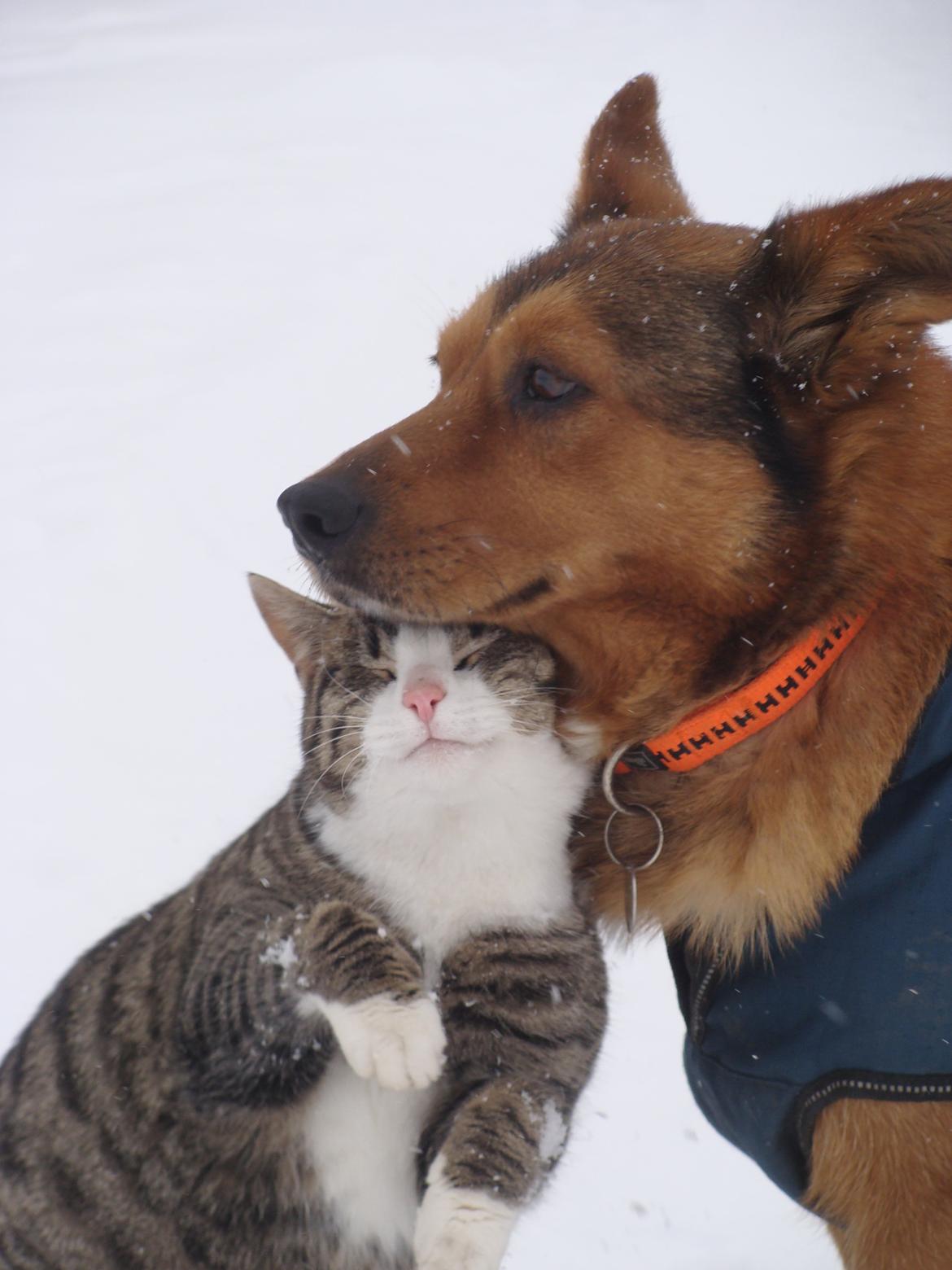 Huskat Harley - Harley elsker chapper <3 billede 19