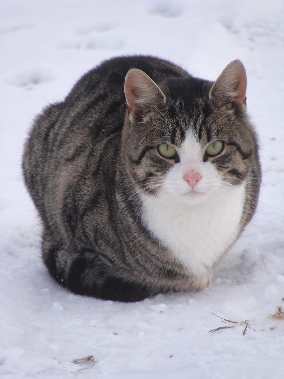 Huskat Harley - Vinterkat <3 billede 1