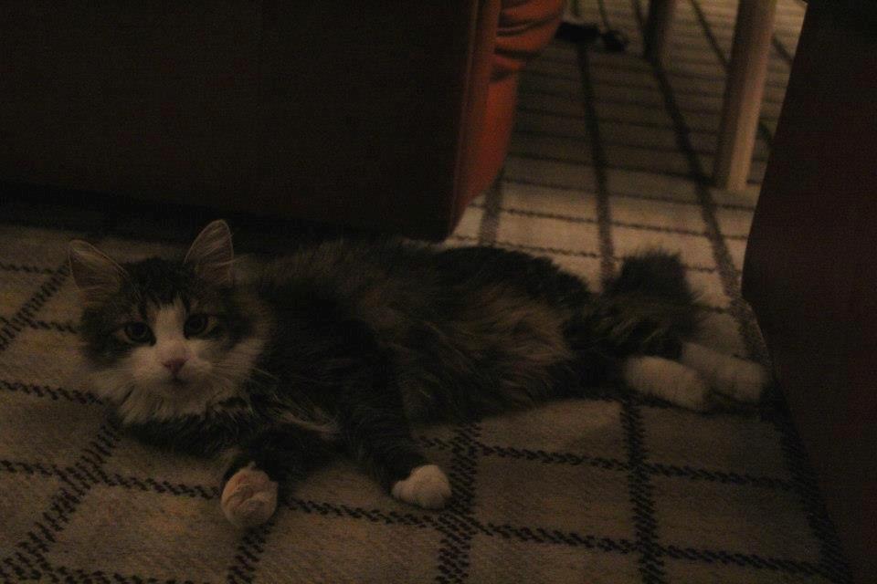 Blanding af racer Mikado - 011212. Billedet er taget af CHS photo. billede 2