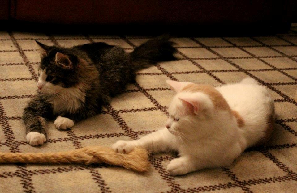 Blanding af racer Mikado - 011212. Billedet er taget af CHS photo. billede 3