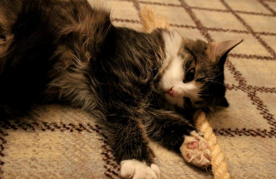 Blanding af racer Mikado - 011212. Billedet er taget af CHS photo. billede 4