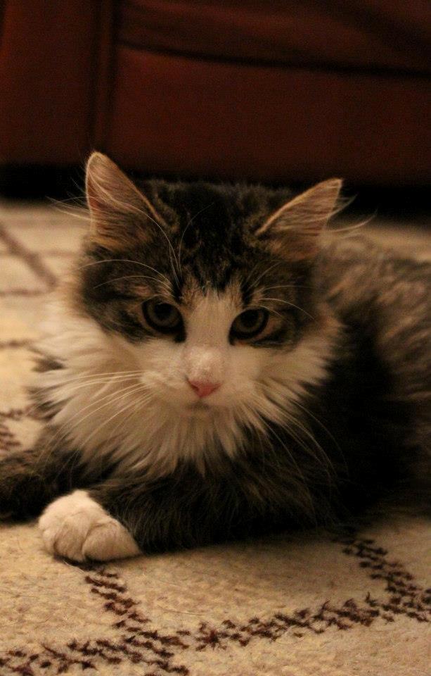 Blanding af racer Mikado - 011212. Billedet er taget af CHS photo. billede 5