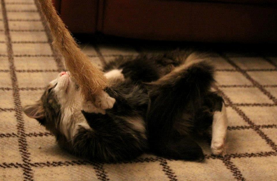 Blanding af racer Mikado - 011212. Billedet er taget af CHS photo. billede 6