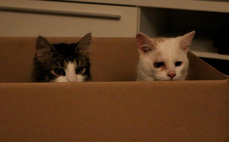 Blanding af racer Mikado - 011212. Billedet er taget af CHS photo. billede 7