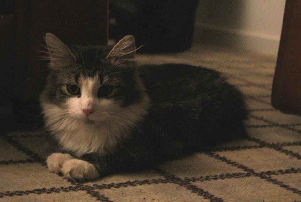 Blanding af racer Mikado - 011212. Billedet er taget af CHS photo. billede 8