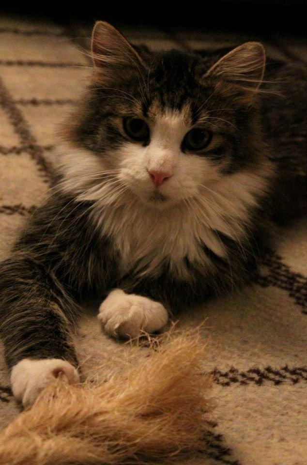 Blanding af racer Mikado - 011212. Billedet er taget af CHS photo. billede 1