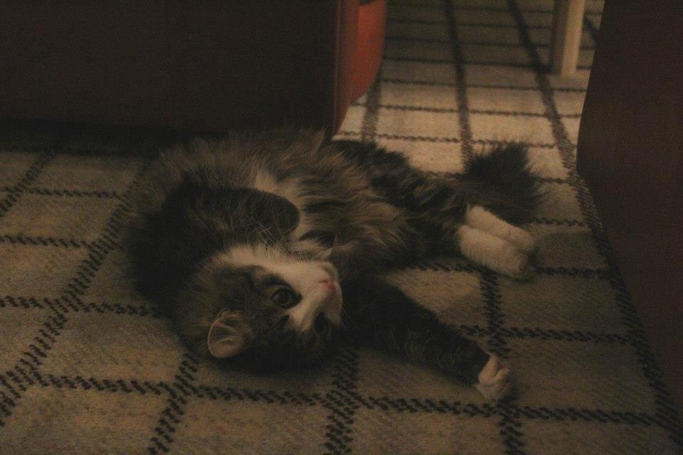 Blanding af racer Mikado - 011212. Billedet er taget af CHS photo. billede 9