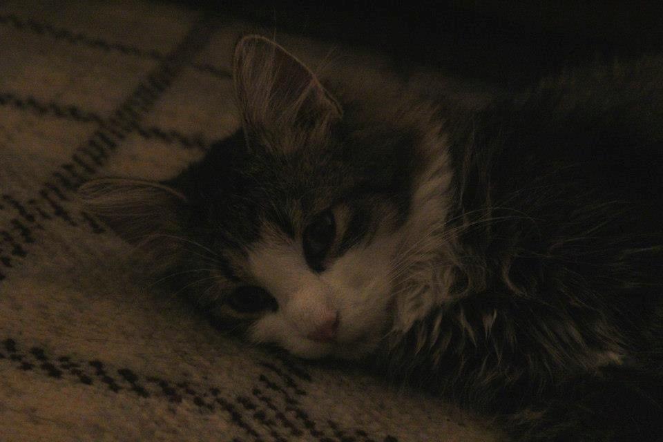 Blanding af racer Mikado - 011212. Billedet er taget af CHS photo. billede 10