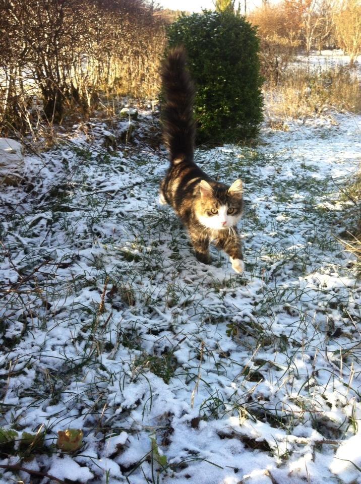 Blanding af racer Mikado - 011212 - første gang udendøres i her hos os. billede 11