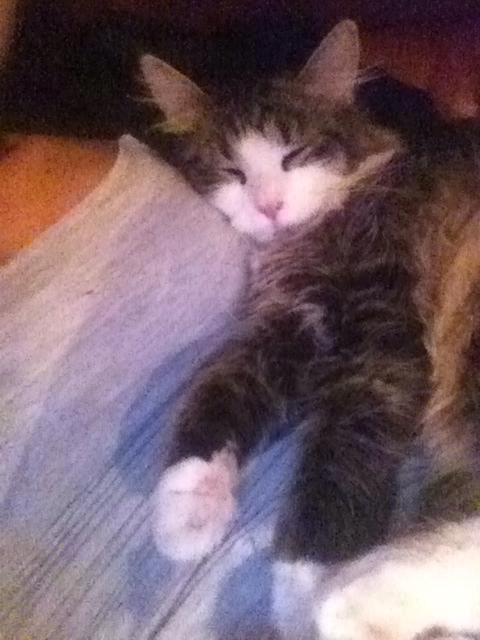 Blanding af racer Mikado - 301112, hygge<3 billede 12