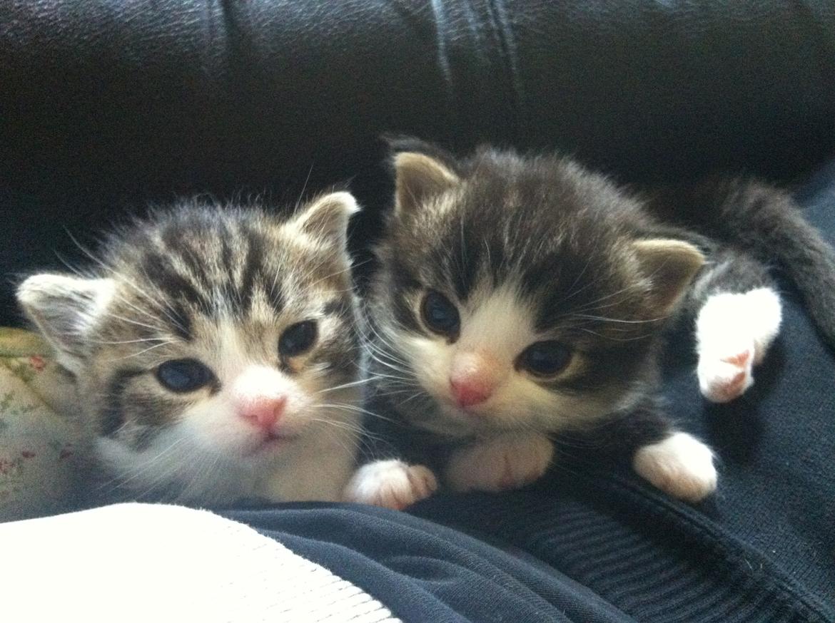 Blanding af racer Mikado - Mikado til højre, sammen med søster Bella til venstre. billede 13