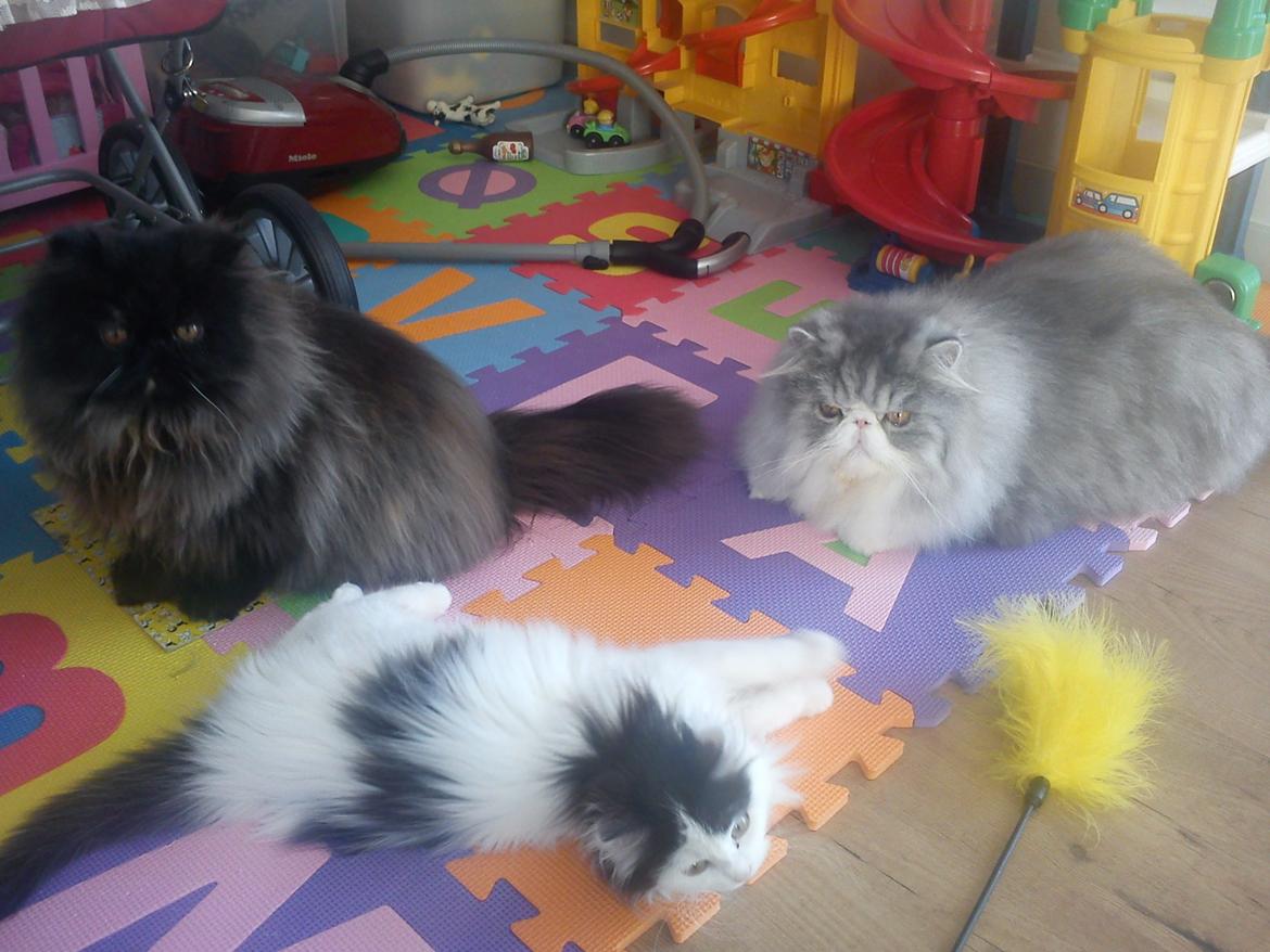 Perser Mejlvang's Gabriell - Hygge 5/12-12 billede 14