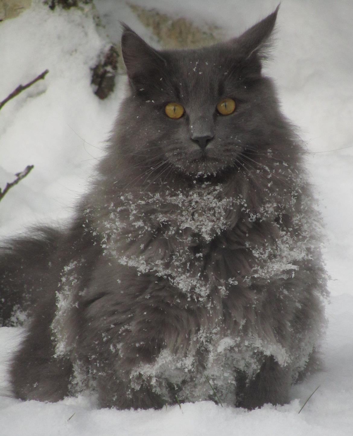 Maine Coon Chado Chazz Van R & S 14/4 - # 6. Hvad er det her for noget hvidt stas...2 dec 2012 billede 6