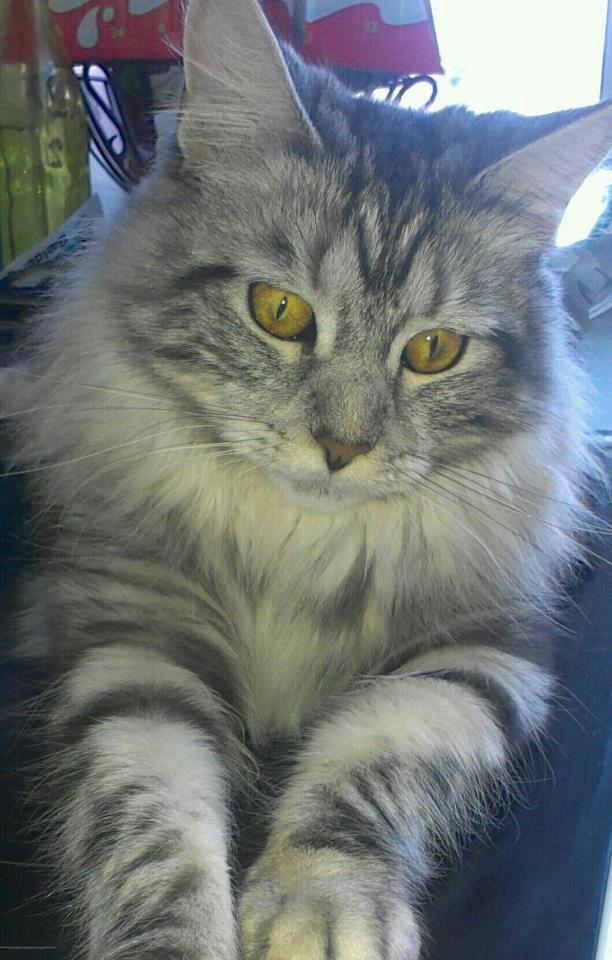 Maine Coon chili billede 1