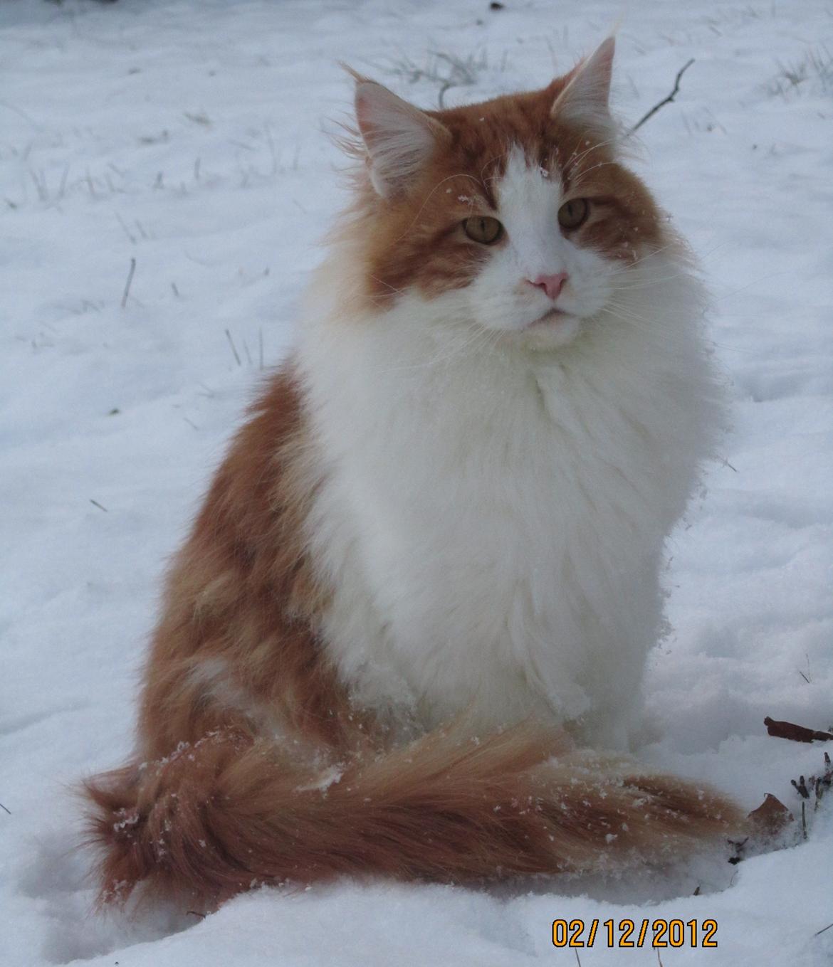 Maine Coon IC DK Bjørnholts Cosimo 9/6 - # 2. Min skønne dreng i sneen. 2 dec 2012 billede 2