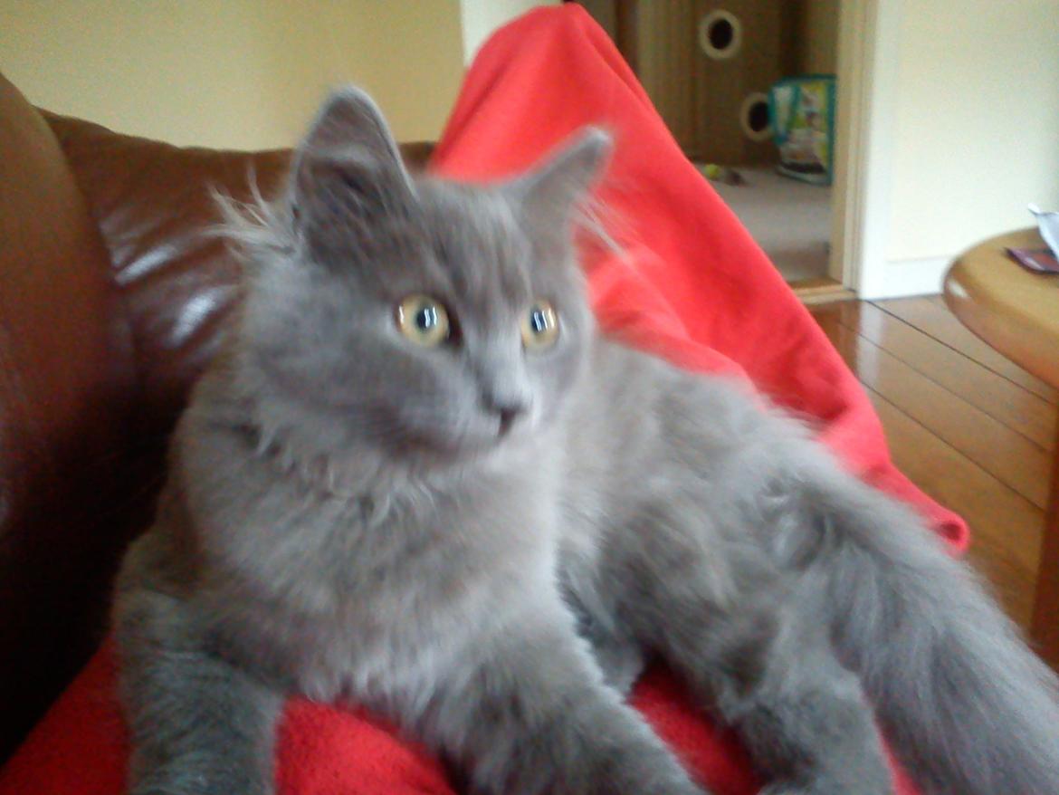 Sibirisk Kat Olfert (Meldgaards Cadek) billede 5