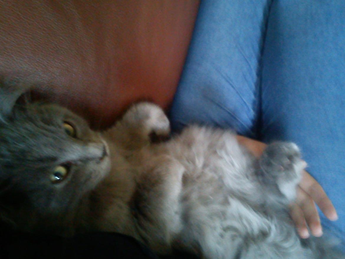 Sibirisk Kat Olfert (Meldgaards Cadek) billede 8