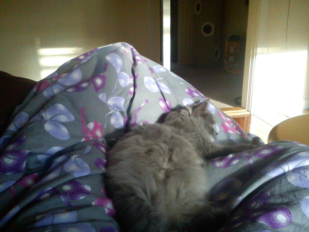 Sibirisk Kat Olfert (Meldgaards Cadek) billede 2