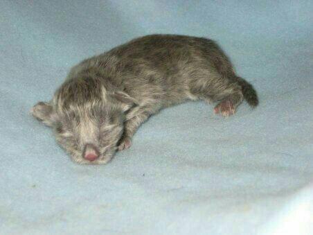 Sibirisk Kat Olfert (Meldgaards Cadek) - Som nyfødt. billede 13