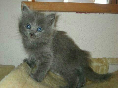 Sibirisk Kat Olfert (Meldgaards Cadek) billede 11