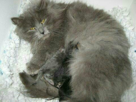 Sibirisk Kat Olfert (Meldgaards Cadek) - Med mor og resten af kuldet. billede 14