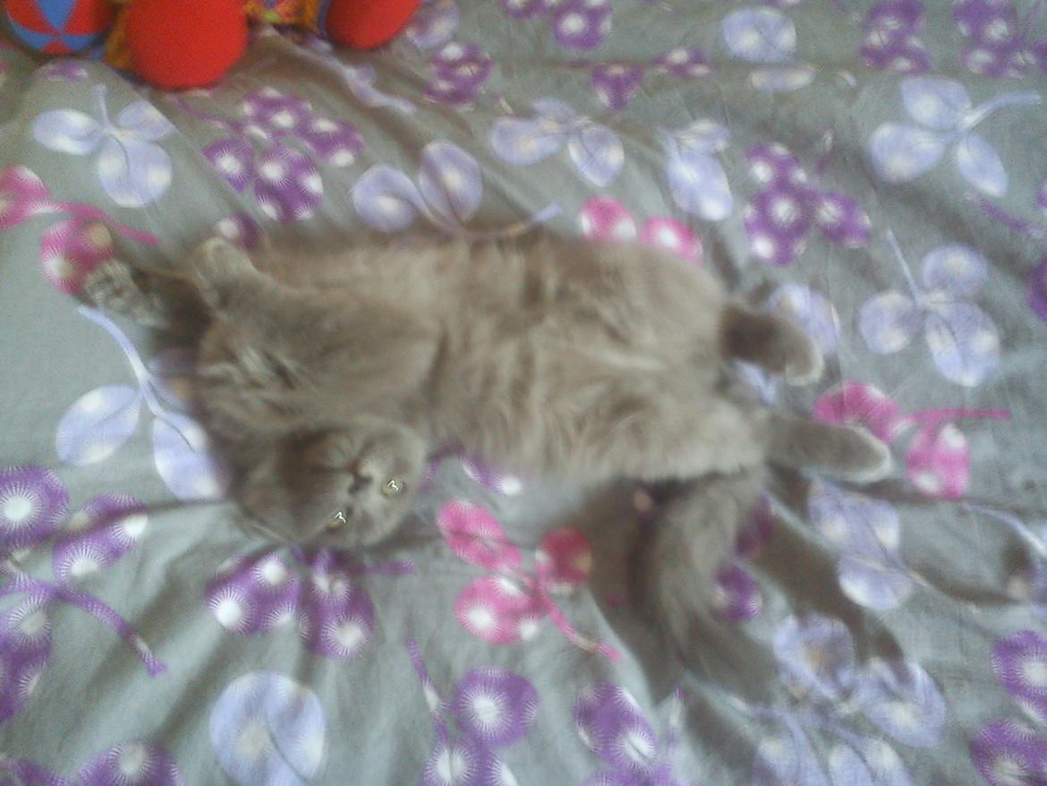 Sibirisk Kat Olfert (Meldgaards Cadek) billede 4