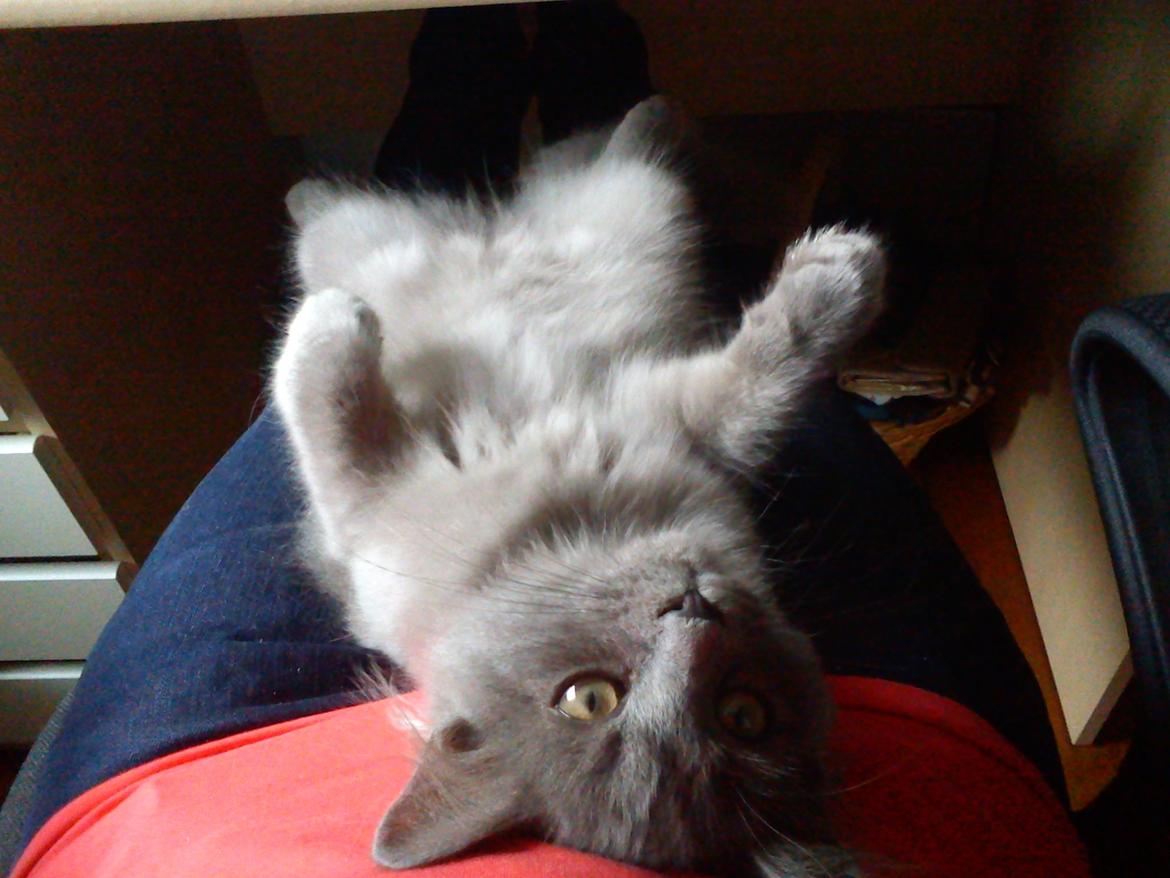 Sibirisk Kat Olfert (Meldgaards Cadek) billede 7