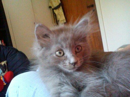 Sibirisk Kat Olfert (Meldgaards Cadek) billede 6