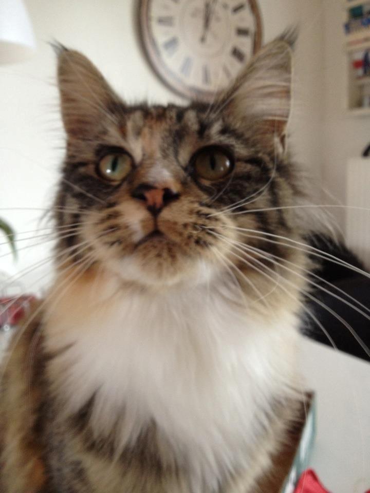 Maine Coon Mangooza aka. Mango P. billede 1