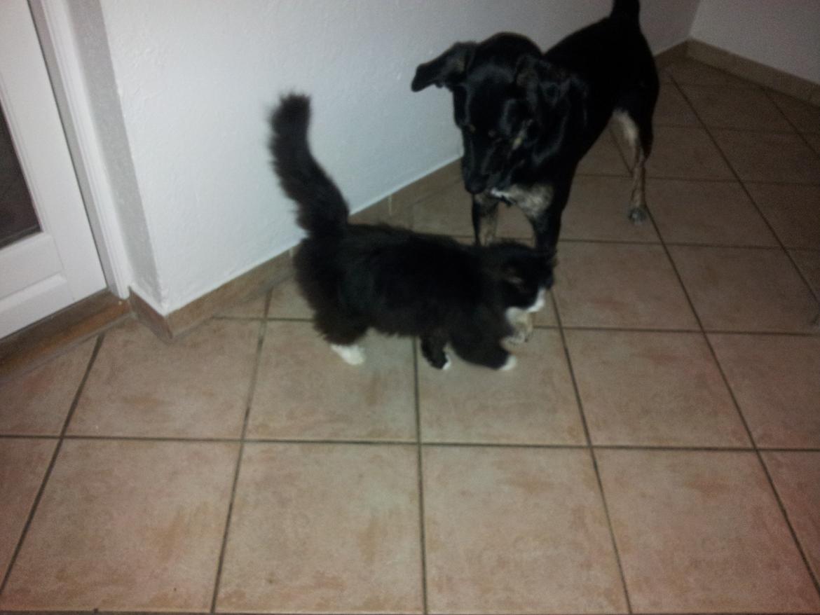 Maine Coon Mini Von Moeskjær - Første tætte møde billede 1