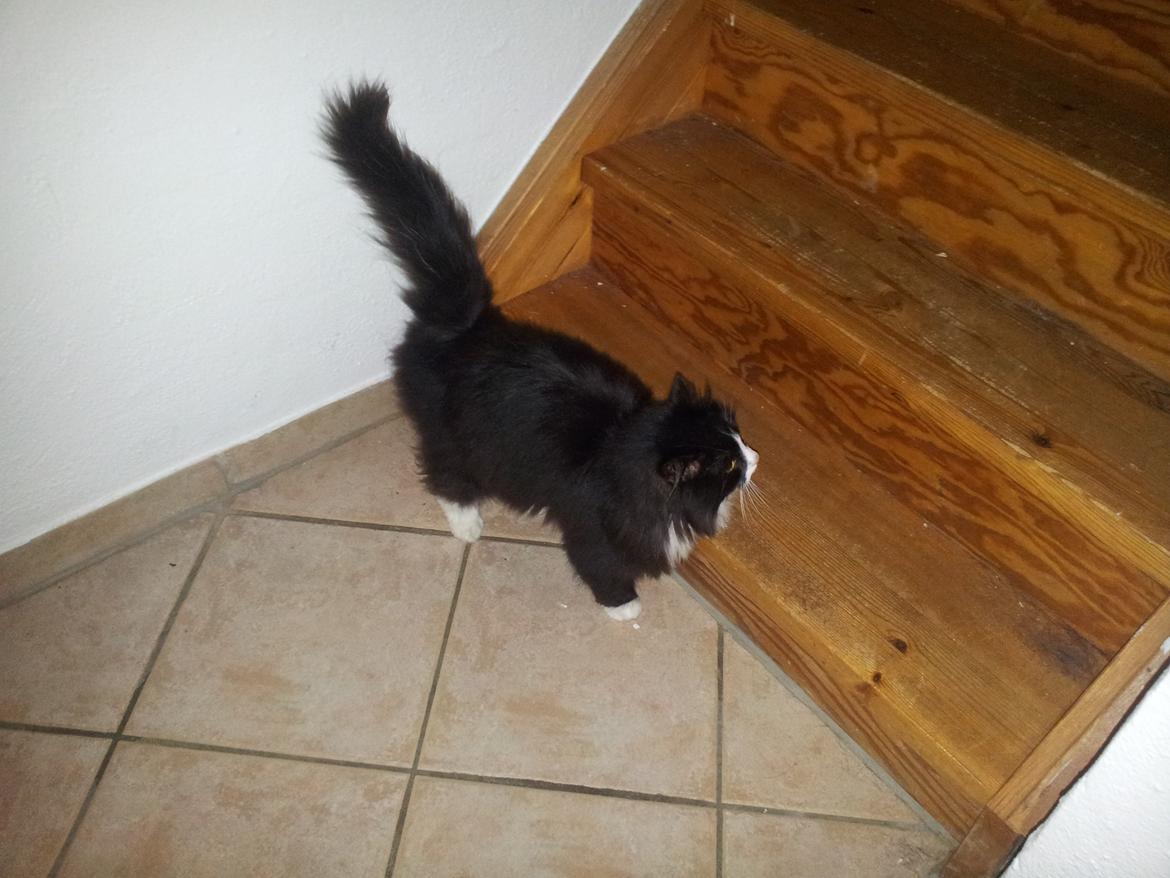 Maine Coon Mini Von Moeskjær billede 2