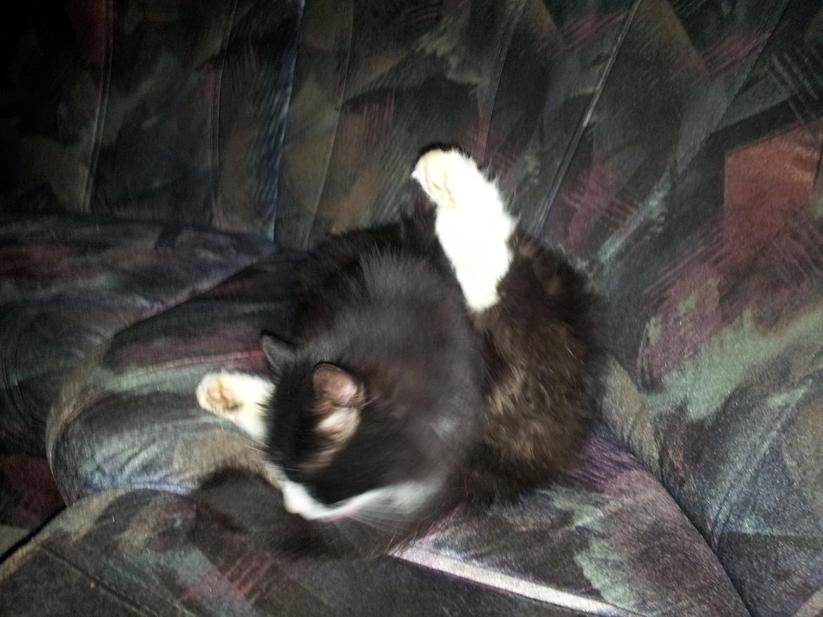 Maine Coon Mini Von Moeskjær billede 3